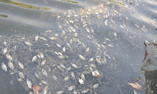 Kênh Nhiêu Lộc - Thị Nghè: Cá lại chết và nổi lên mặt nước
